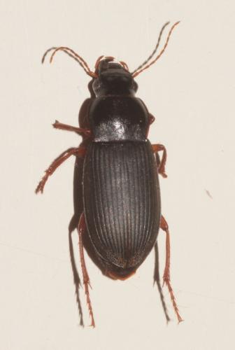 Réf. 240 619 : Pseudoophonus rufipes